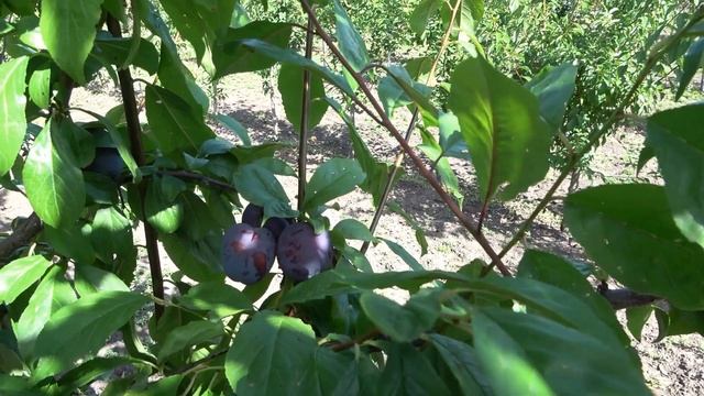 Очень вкусная и транспортабельная слива ФРИДОМ (ЛЕРИ ЭНН) смотреть онлайн