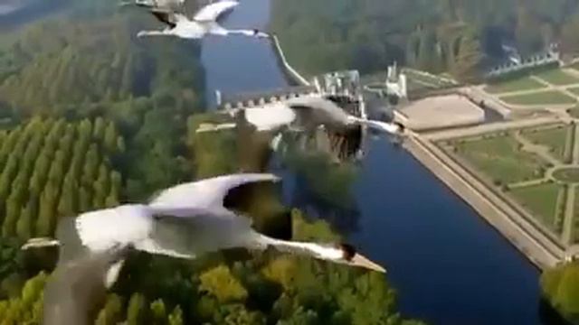 Далеко, далеко журавли улетели смотреть онлайн