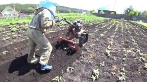 ОКУЧИВАНИЕ КАРТОШКИ МОТОБЛОКОМ С ДВУМЯ ОКУЧНИКАМИ.