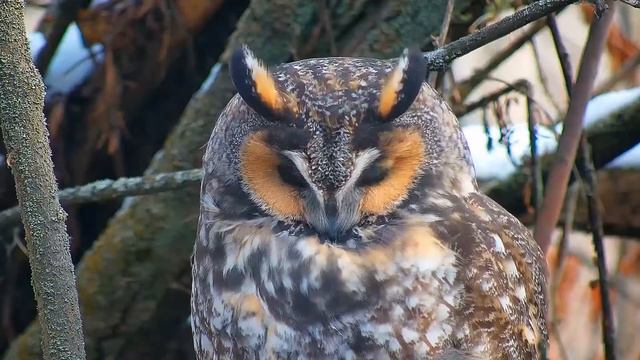 Sleeping Family Eared Owls. Ушастые совы спят. смотреть онлайн