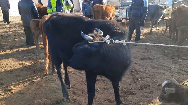 Beruniy# Qoy Mol Bozori #26 02 2023    Беруний мол бозори #узб Каракалпакистан.