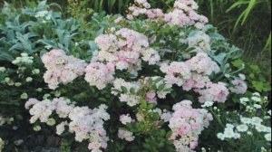 МНОГОЛЕТНИКИ,ЦВЕТУЩИЕ в ПЕРВЫЙ ГОД ПОСЛЕ ПОСАДКИ в САДУ