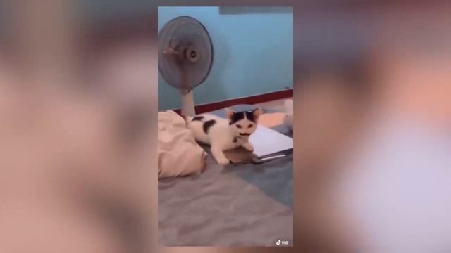 Смешные котики #75.mp4 смотреть онлайн