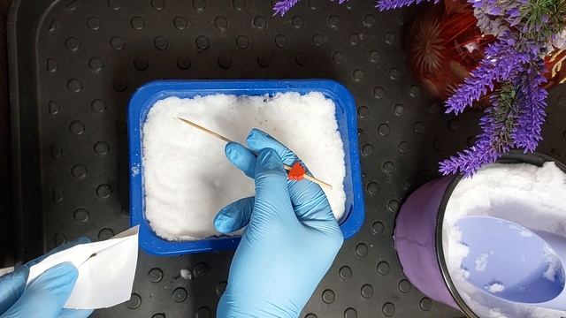 ПОСЕВ ПРИМУЛЫ смотреть онлайн