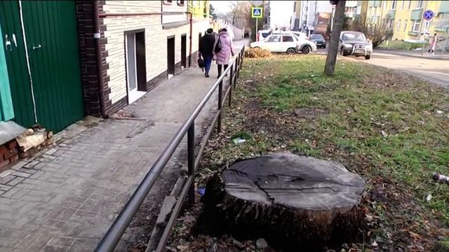 Многолетний тополь подвергает опасности учащихся школы №5. смотреть онлайн