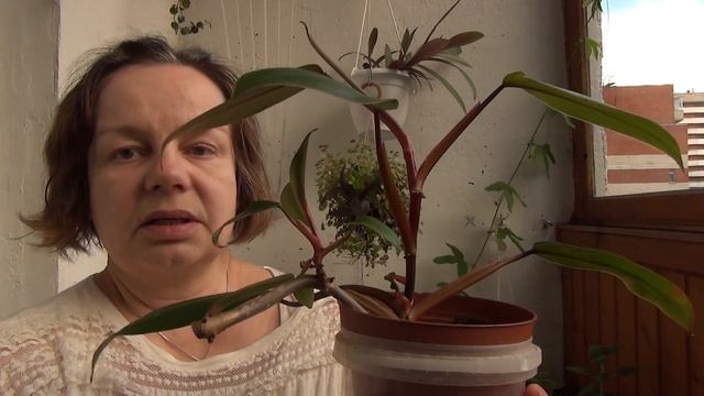 Филодендрон краснеющий - удивил до глубины души