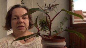 Филодендрон краснеющий - удивил до глубины души