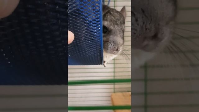 Как правильно ухаживать за шиншиллой смотреть онлайн