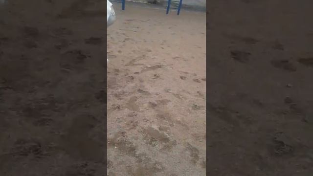 Бешеная Собака Бегает ,а за ней хозяйка бежит! смотреть онлайн