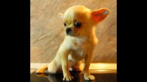 О ПОРОДЕ ЧИХУА-ХУА.