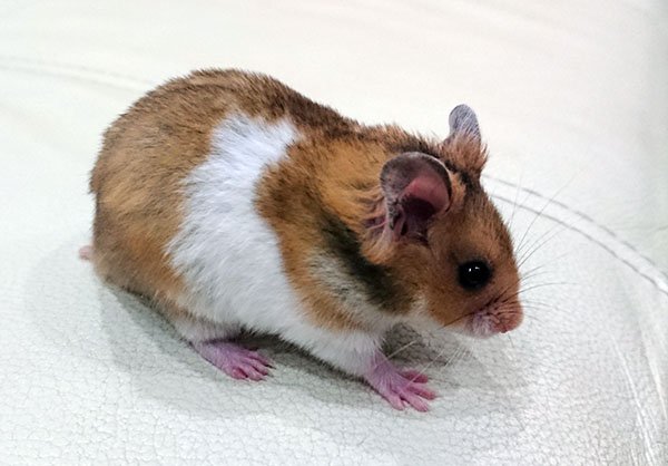 ХОМЯК АРБУЗ смотреть онлайн