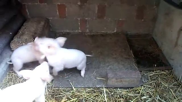 поросята смотреть онлайн