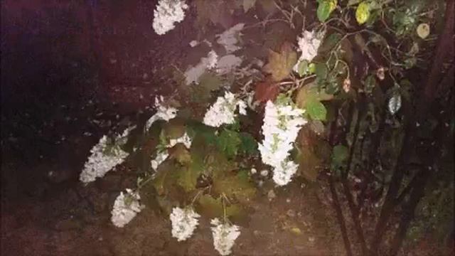 In the rainy night ,a Oakleaf hydrangea #夜、雨中の柏葉紫陽花 #original #GuitarSolo смотреть онлайн