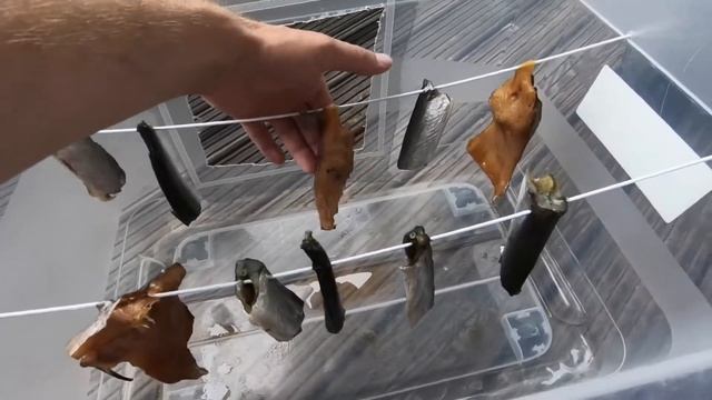 Вялить рыбу в домашних условиях . Красная рыба, лосось и Сарган смотреть онлайн