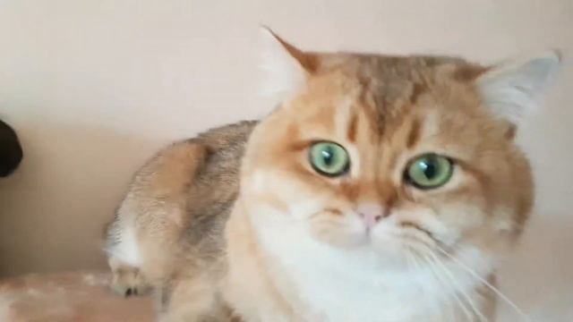 Ребёнок очень любит своего кота!!! смотреть онлайн