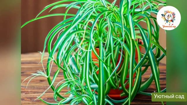 ХЛОРОФИТУМ. Полезные советы по выращиванию и уходу.