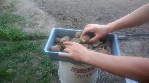 Как подготовить резаный картофель перед посадкой и для чего это нужно делать