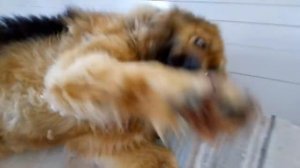 Мётте  в гостях _ Кошки в шоке на печи _ Собаки в упряжке _ Лес _ Деревня