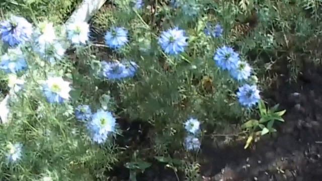 голубая нигелла смотреть онлайн