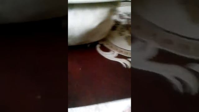 Кися!! Мися!! Буся!! Дрессировка маленькая!! смотреть онлайн
