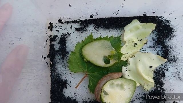 Лучшее средство от улиток- древесный уголь. Эксперимент,так ли это. смотреть онлайн