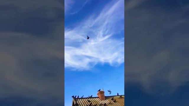 Голуби Калмыкии п. Комсомольский