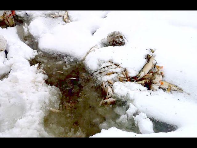 Замор рыбы Спасаю рыбу от замора #shorts смотреть онлайн