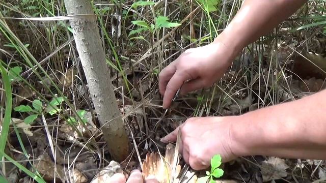 Открытие грибного сезона, дикая малина и многое другое... смотреть онлайн