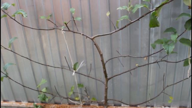 Искореняющая обработка для роз и плодовых осенью. смотреть онлайн