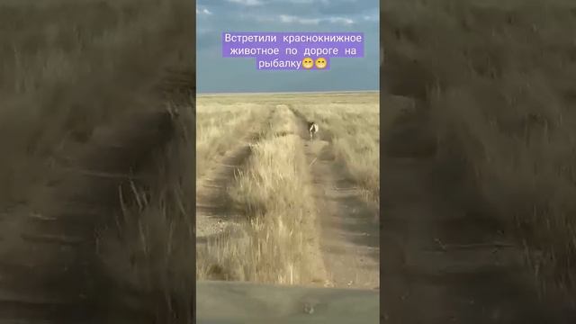 Животное с красной книги по дороге на рыбалку???Сайгак застал ещё мамонтов, очень древний вид. смотреть онлайн
