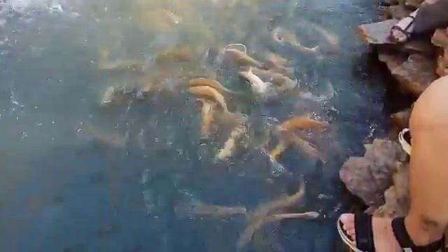 ФОРЕЛЕВОЕ ХОЗЯЙСТВО В ДАГЕСТАНЕ!! смотреть онлайн