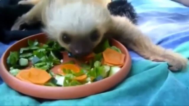 смешное видео кормление детёнышей животных смотреть онлайн