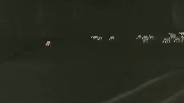 Hunted.lt: Night Pearl Termovizorius Scops 25 Elite смотреть онлайн
