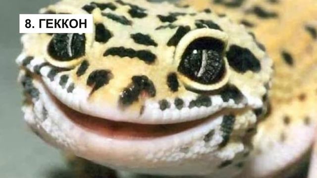 Топ 20 самых красивых глаз в мире животных! Красивые животные и птицы! смотреть онлайн