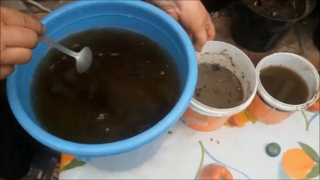 Подкормка озимого лука.Супер удобрение. смотреть онлайн