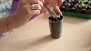 Дача с нуля. Про посадки: Пикировка петунии на примере розового пируэта. Посев в таблетки.