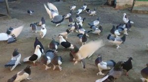 Урюпинские голуби. 18.10.2019