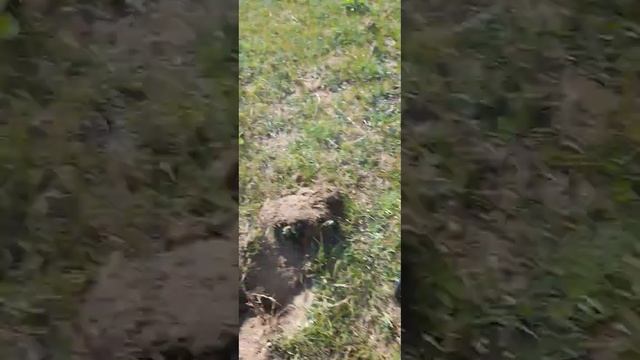 не забывайте перепроверить ямки и место рядом. смотреть онлайн