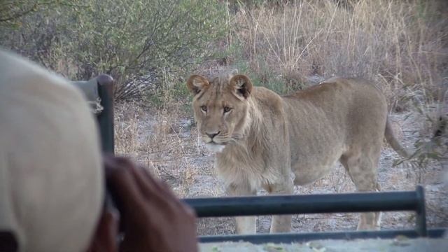 Deception Valley Kalahari Desert - Safari in Botswana смотреть онлайн