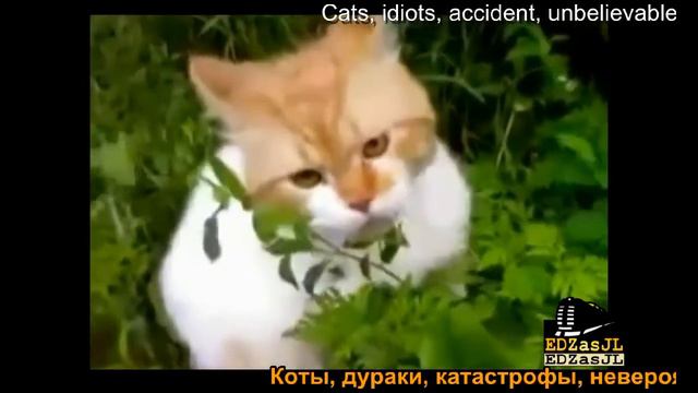 Кис кис боевик Стал хитом интернета Kitty action Internet has become a hit смотреть онлайн