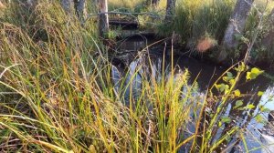 Завалы и бобровые плотины на реке. Наводим порядок. Оживление реки.