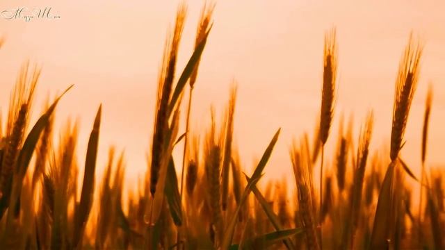 ♫ НОТНЫЕ КОЛОСКИ !!! GOLD MUSIC !!!.mp4 смотреть онлайн
