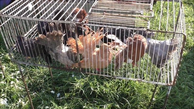 Сельские голуби. 29 08 2021г часть 3 ярмарка г Кропоткин. смотреть онлайн
