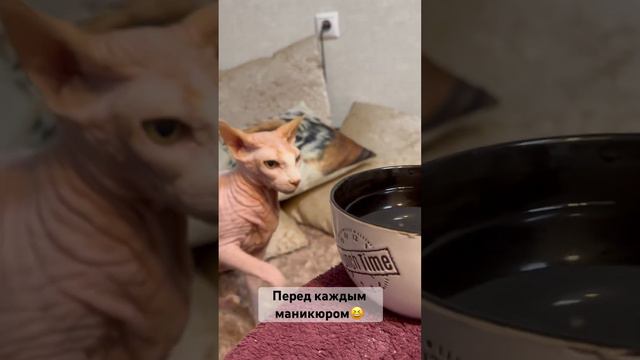 Вот же привычка… Как только наливаю горячую воду на маникюр-обязательно нужно прийти на водопой… смотреть онлайн