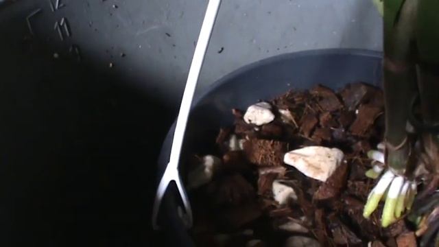 Выбрать грунт для пересадки каттлеи! Каттлеи во мхе. смотреть онлайн