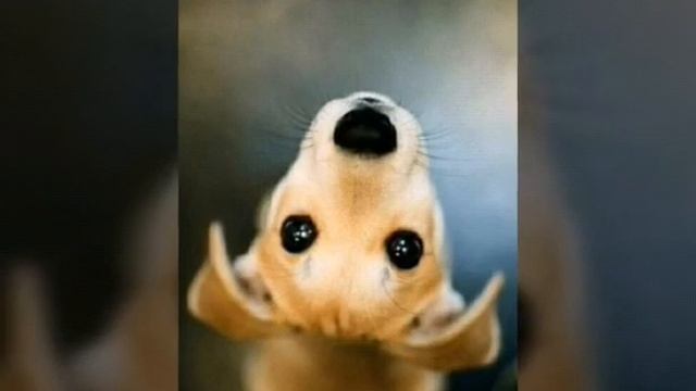 Милые картинки животных смотреть онлайн