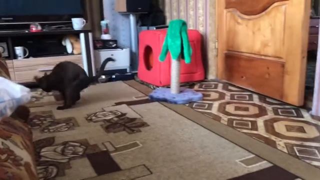 Кот кувырок