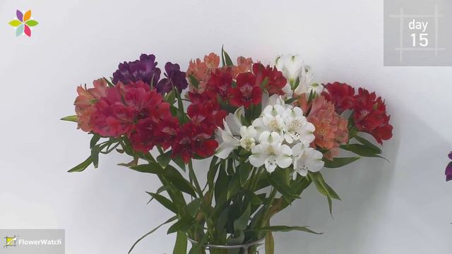 Alstroemeria Mix Flowering Video