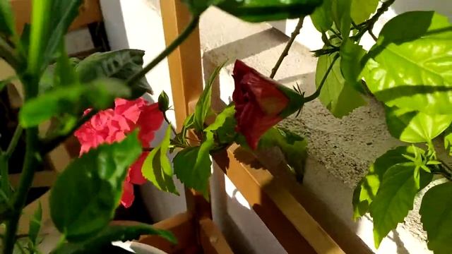 огромные красные цветки гибискуса на балконе смотреть онлайн