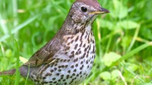 Дрозд - интересные факты